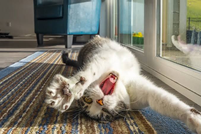 Pourquoi il est vital de choisir un jouet pour son chat